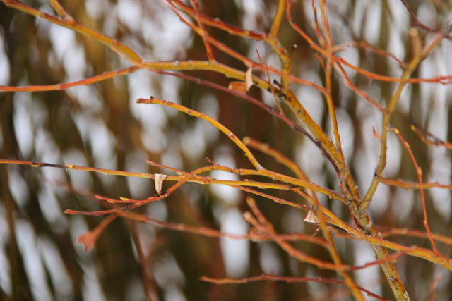yellow willow branches