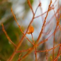 orange willow branches