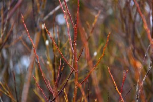 red willow branches
