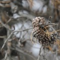 dead pine cones