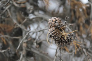 dead pine cones