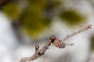 young pine cone