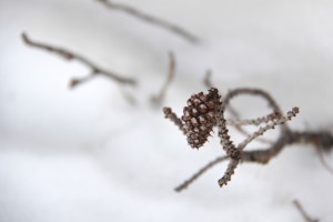 branch with young pine cone