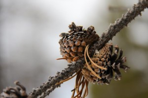 a pair of pine cones