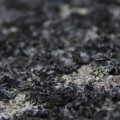 black lichens
