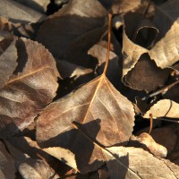 cottonwood leaves in winter