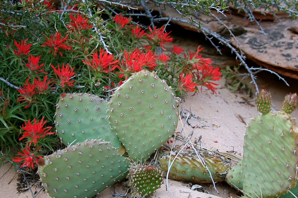 Prickly Pear and Indian Paintbrush in Zion