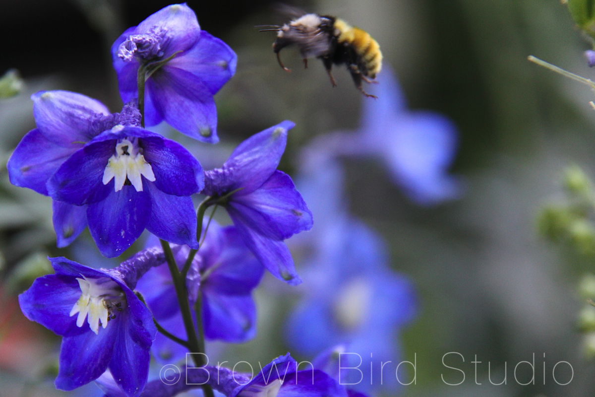 bumblebee landing on a flower