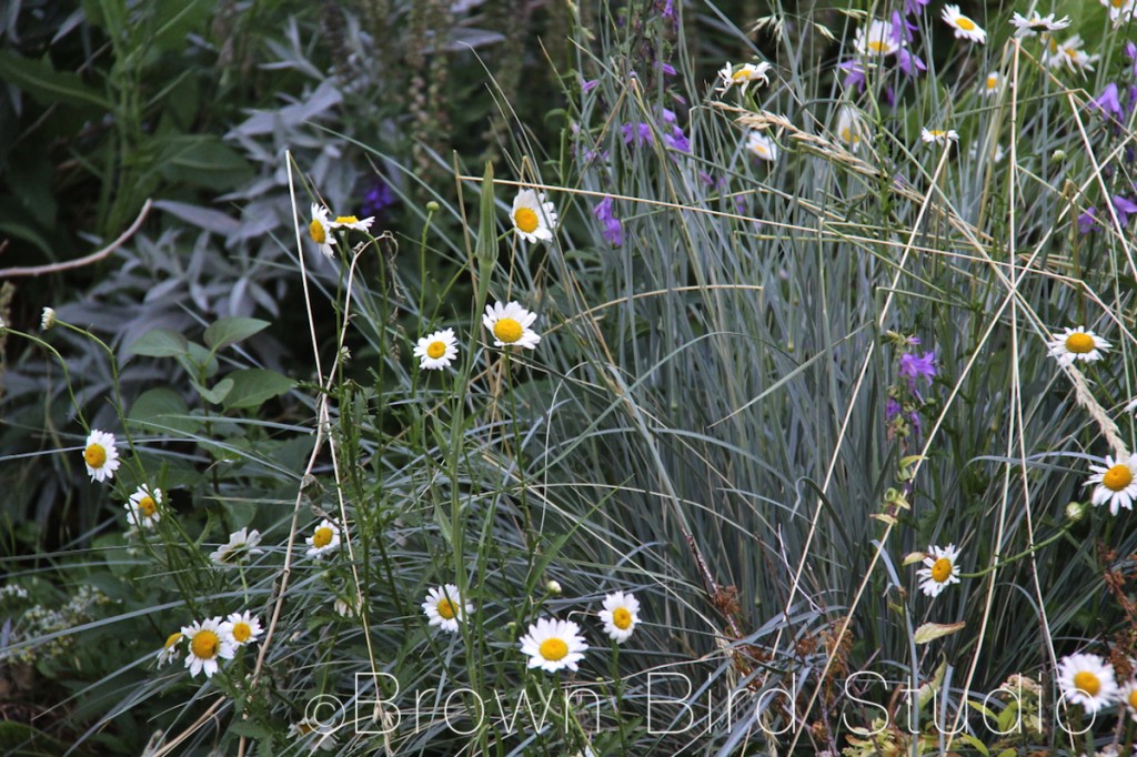 blue oat grass and daisies