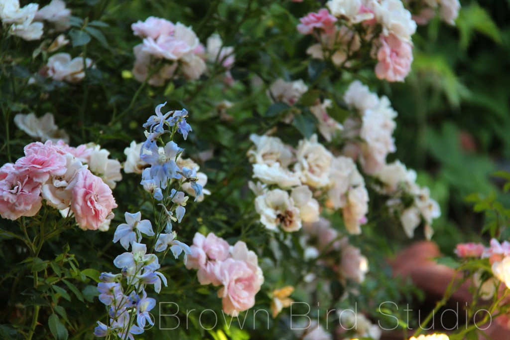 Pale Blue Delph with Pink Roses