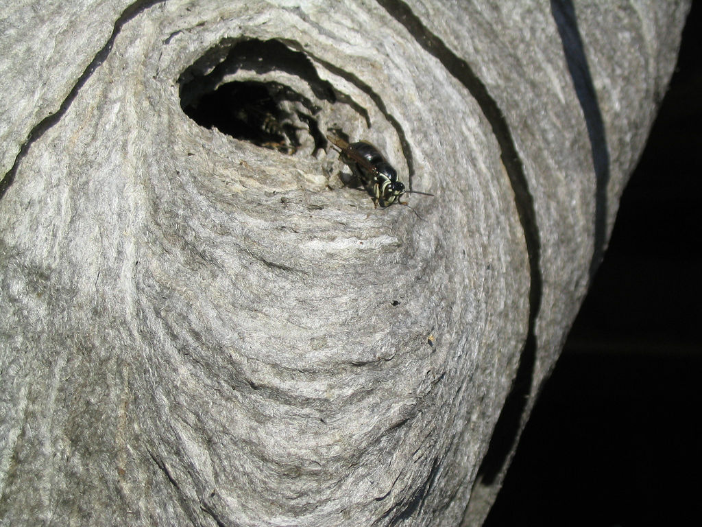 paper wasp guarding hte nest entrance
