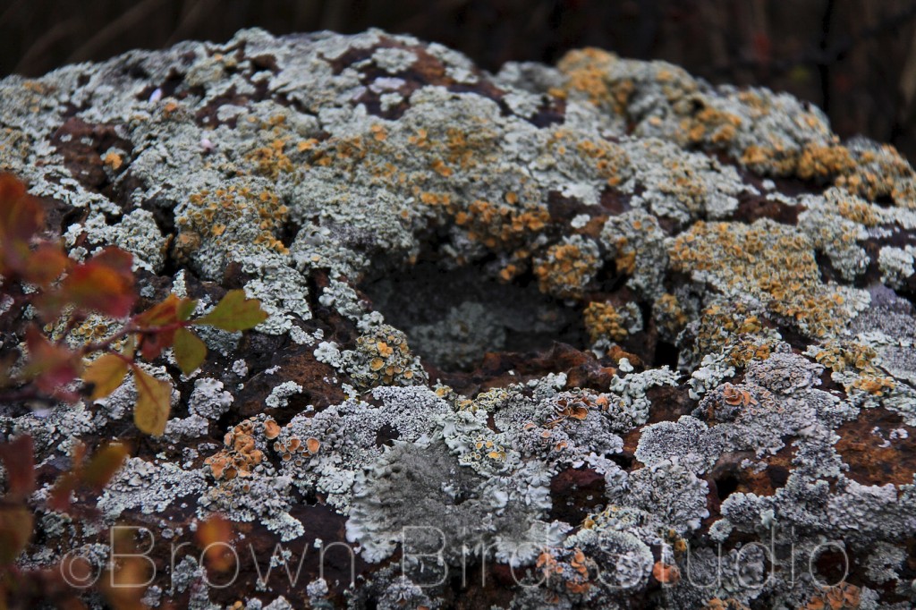 colorful lichen-covered stone