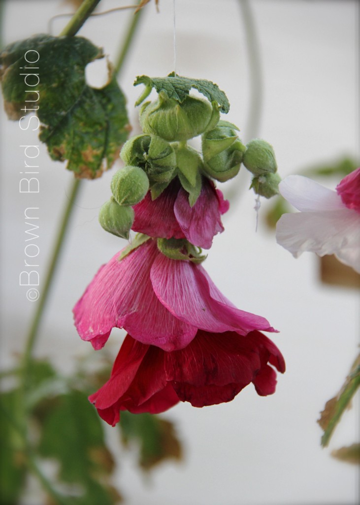 Swirling Personality of a Hollyhock Doll