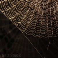 spider webs in the fog