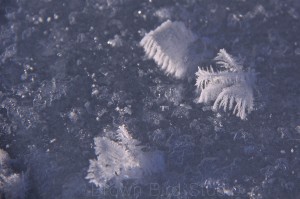 Ice Crystals are Alive