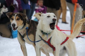 Two Sled Dogs Howl at Starting Line