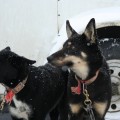 Two sled dogs who have been rejected by the vets at vet check