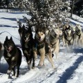 Race to the Sky Sled Dogs and Musher