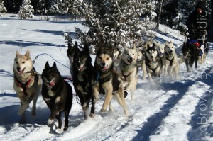Race to the Sky Sled Dogs and Musher