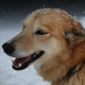 Red sled dog waiting for the race in the snow
