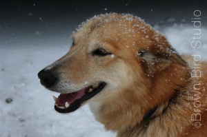 Red sled dog waiting for the race in the snow