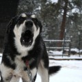 Thunder, a sled dog, howling a warning