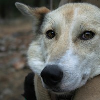 sled dog in a close embrace with musher