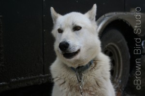 White sled dog