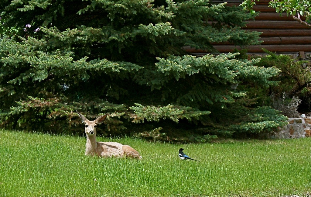 Deer and Magpie in City Garden