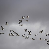 Snow Geese Flyby