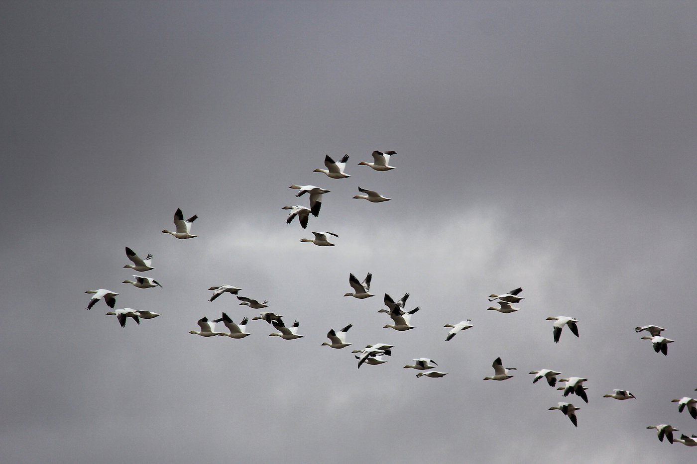 Snow Geese Flyby