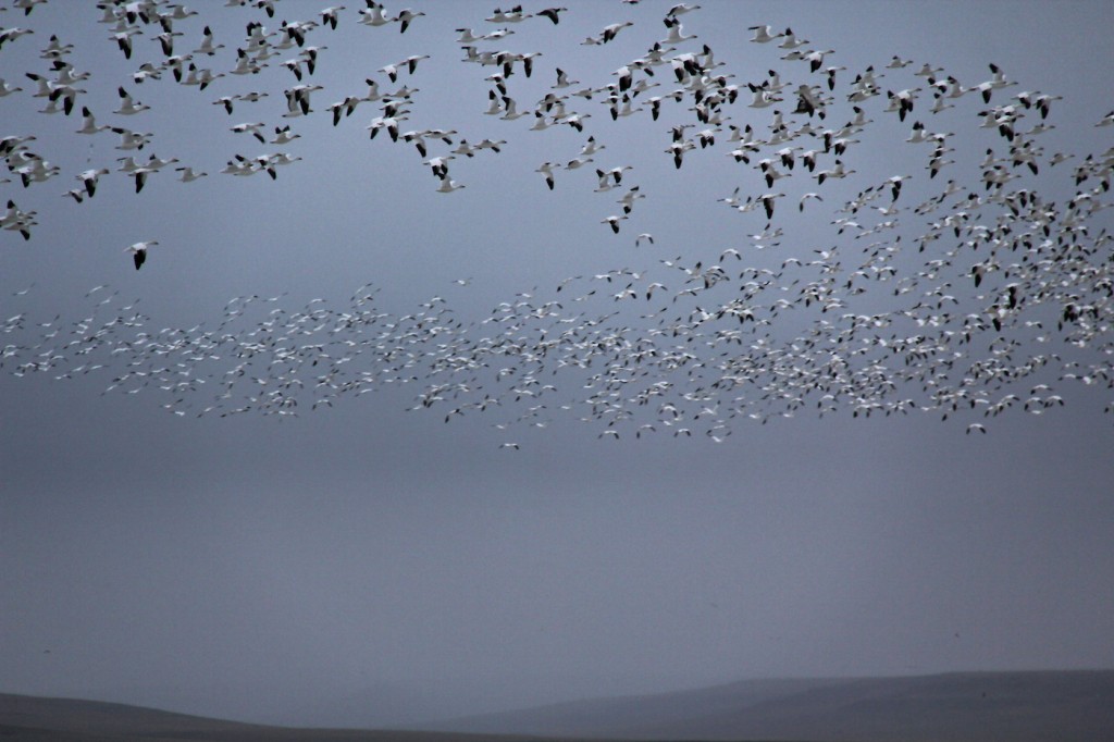 Snow Geese Flying Over