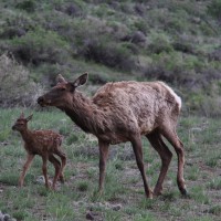 Elk cow and her calf