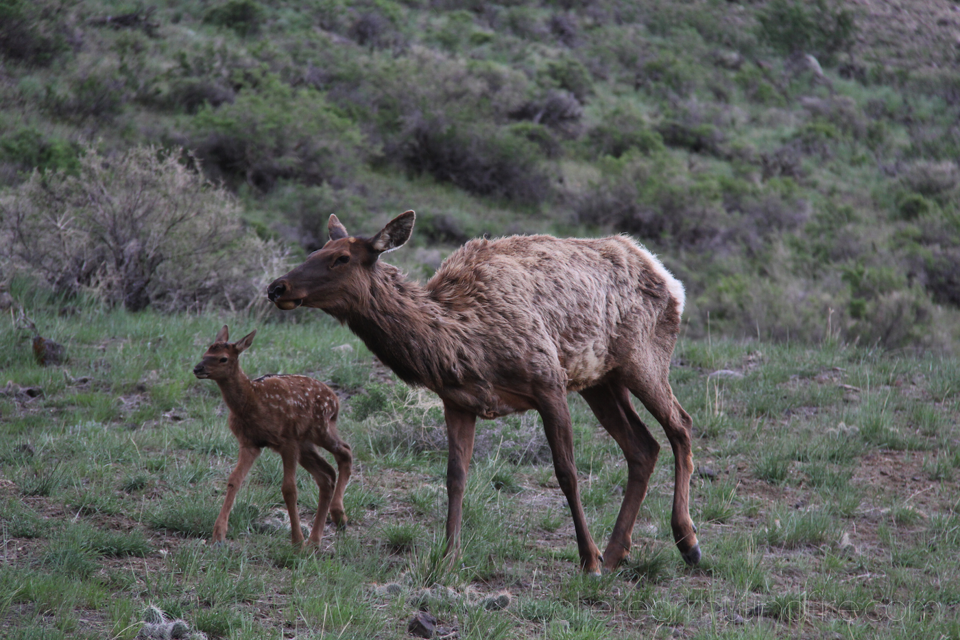 Elk cow and her calf