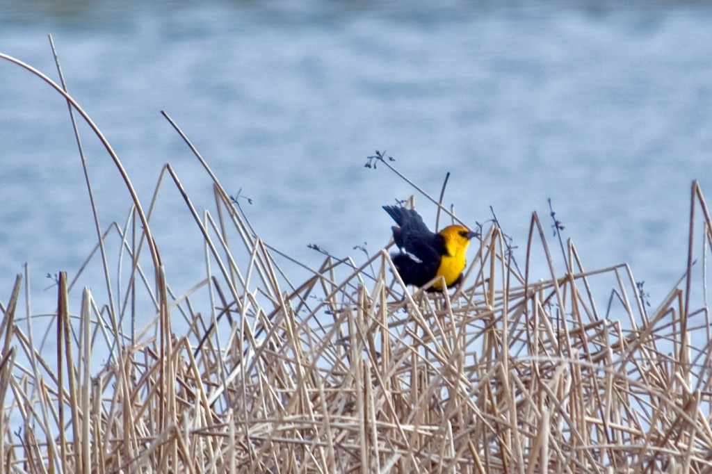 YellowHeaded Blackbird
